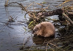 Muskrat, American River Parkway_Dawson