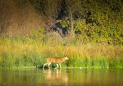 Black-tailed Mule Deer_Dawson