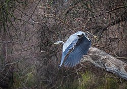 Great Blue Heron