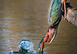 Green Heron Striking_Dawson