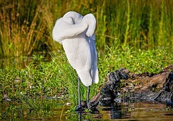 Great Egret Preening