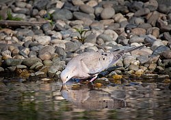 Mourning Dove_Dawson