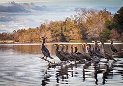 Opinionated Cormorants_Dawson