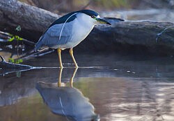 Black Crowned Night Heron 2-1-15_