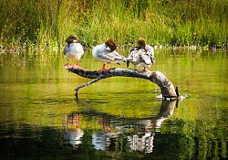 Three Mergansers_Dawson