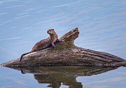 JuvenileRiverOtter_Dawson