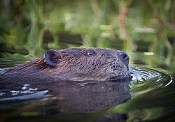 North American Beaver_Dawson