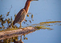 Green Heron and Reflection