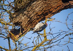 Acorn Woodpecker