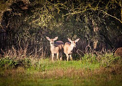 Pair of Deer_Dawson