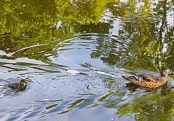 Female Wood Duck and Ducklings_Eric Ross