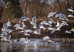 Gulls Rising_Dawson