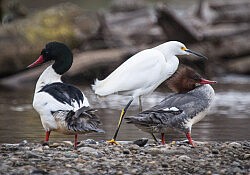 Mergansers and Snowy Egret_Dawson