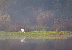 Great Egret, Misty Morning_Dawson