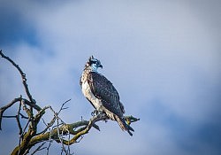 Osprey_Dawson