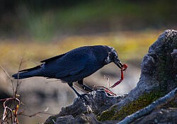 American Crow_Dawson