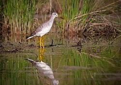 Greater Yellowlegs