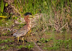 Green Heron_Dawson