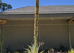 wilted agava