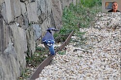 Rich Howard's Bird Presentation