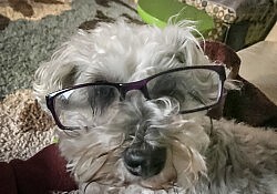 smart dog