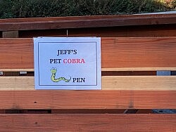 Jeff's Pet Cobra
