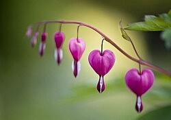 HeartFlowers