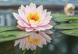 lotus
