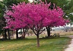 tree-gigapixel32