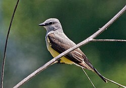 bird-gigapixel32