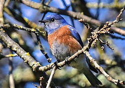 parkway bird eric ross-low_res-scale-2_00x