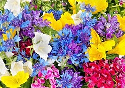 re flowers
