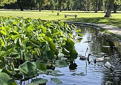 lily pads