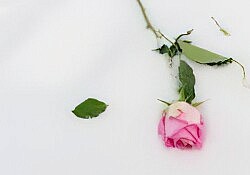 rose-standard-scale-4_00x (1)