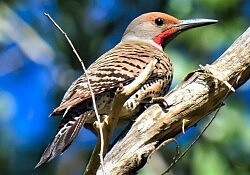 Northern Flicker2