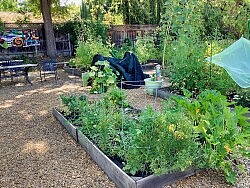 Garden Plots—-summer or Fall Seasons