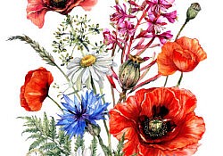 Hand Drawn Watercolor Flower Bouquet of Wildflowers: Poppy, Chamomile, Cornflower, Fireweed, Fern. Botanical Illustration in Vintage Style of Summer Decoration Isolated on White. Floral Illustration.