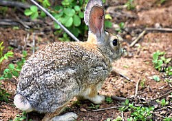 Young Rabbit