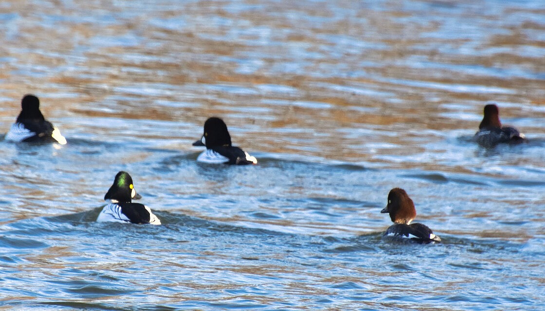 Five Common Goldeneyes on the Lower American River © Eric Ross 2023