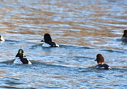 Five Common Goldeneyes on the Lower American River © Eric Ross 2023