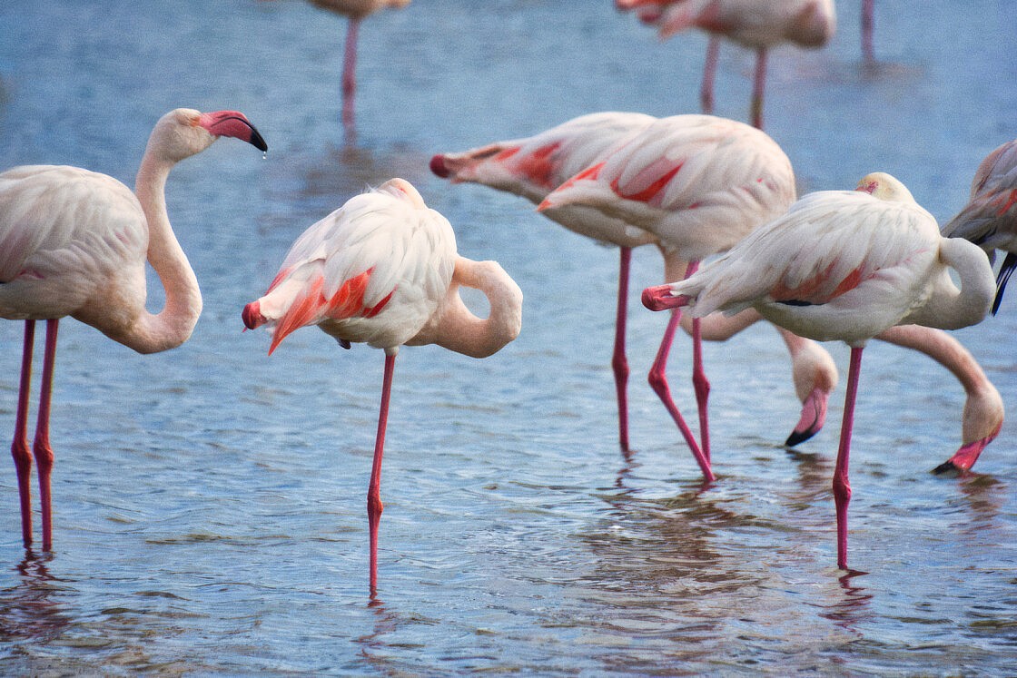 flamingos