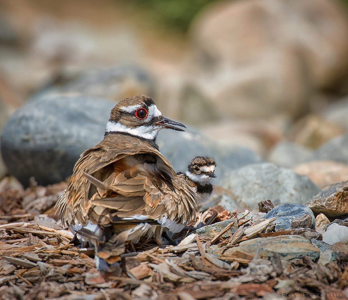 Killdeer (Ray Rozema, Sheldon, CA)-topaz-2