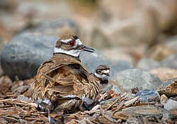 Killdeer (Ray Rozema, Sheldon, CA)-topaz-2