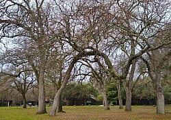 Trees at church