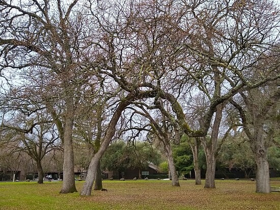 Trees at church