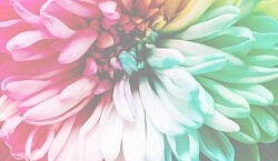 May Theme: The Gift of Pluralism