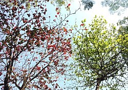 trees green red