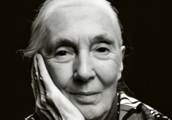 Jane-Goodall-topaz-upscale-2x-face