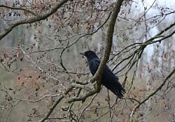 crow
