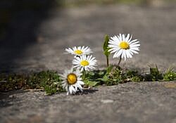 flowers growing through concrete feb 1